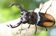 锹甲虫的养殖指南