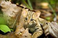 锈斑豹猫：世界上最小的猎手与独特的昆虫食谱