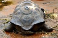 揭秘乌龟的寿命之谜：它们能活多久？