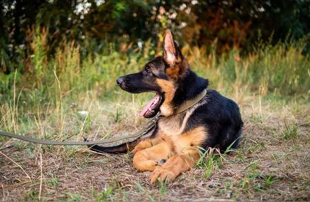 天津武清区独家特惠：德牧平背犬抢购来袭！