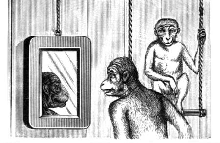 揭秘英国维多利亚时代的宠物猴风尚