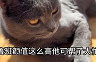 揭秘猫咪迷惑行为：你的宠物猫真的懂吗？