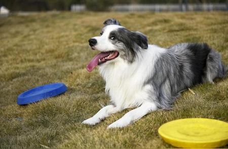 揭秘边牧犬的独特性格魅力