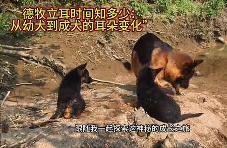 德牧幼犬耳朵何时立起？揭秘成长过程耳朵变化