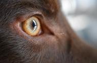 狗狗眼科健康：五种常见疾病及预防策略