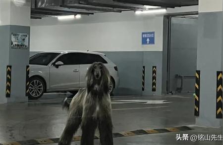 车库遭遇禁养犬只：一家三口的惊险瞬间