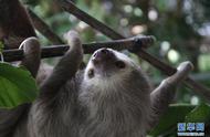 探访哥斯达黎加：树懒回归自然的故事