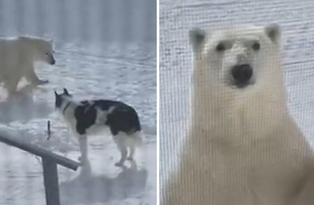 加拿大：惊险瞬间！北极熊与宠物狗近距离接触