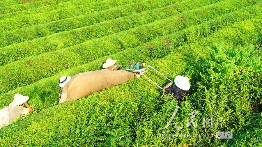 江西泰和：秋茶开采