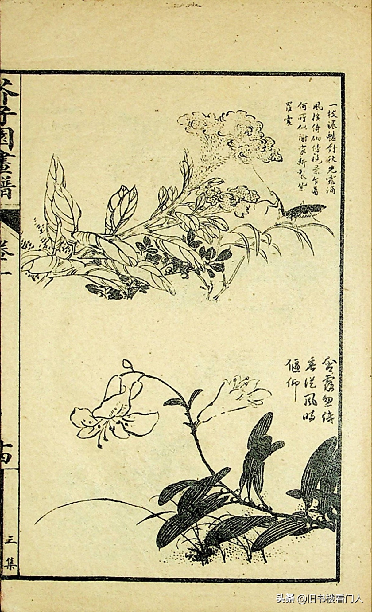 艺术类学画必修之书－《芥子园画谱·草虫花卉谱》