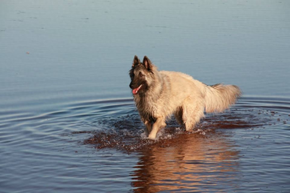 气质文雅高贵的世界名犬—比利时坦比连犬！