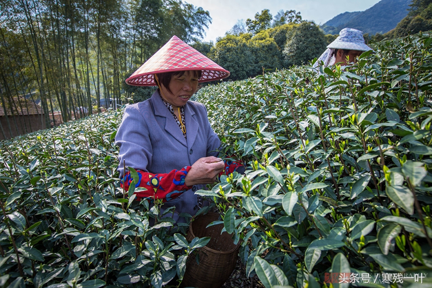 这才是真正的西湖龙井，景区买的是龙井茶，价格相差很多别被骗了