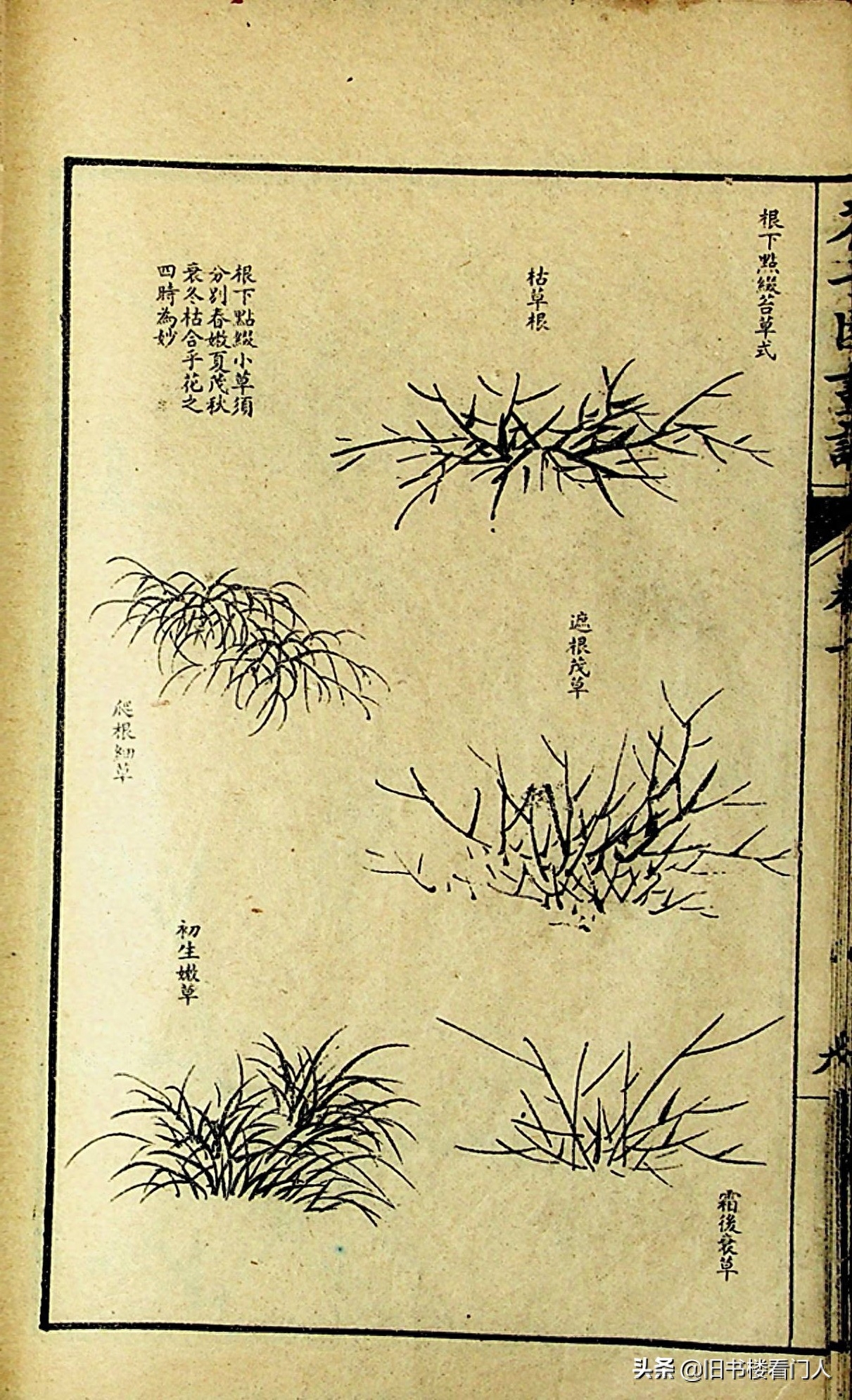 艺术类学画必修之书－《芥子园画谱·草虫花卉谱》