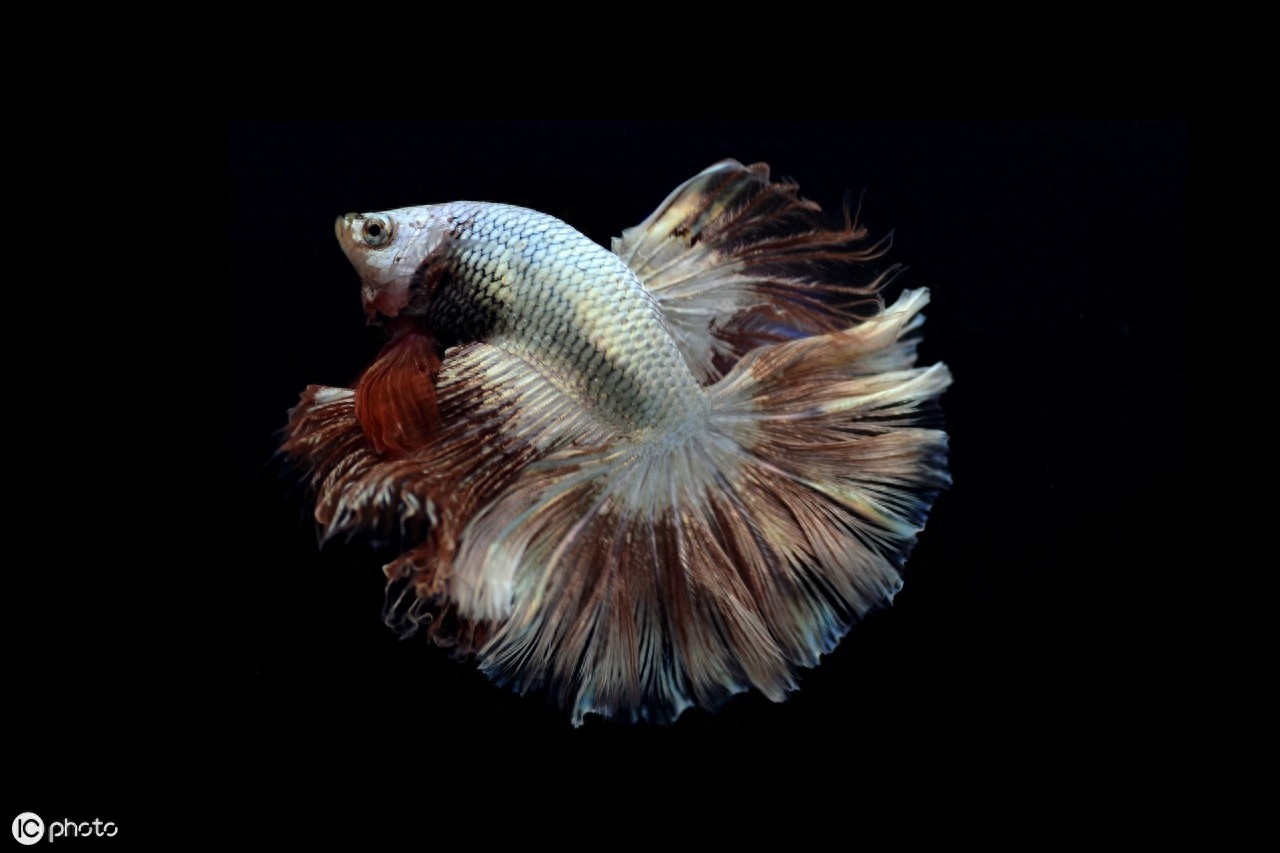 五彩搏鱼（Betta splendens (Regan, 1910)）（暹罗斗鱼）