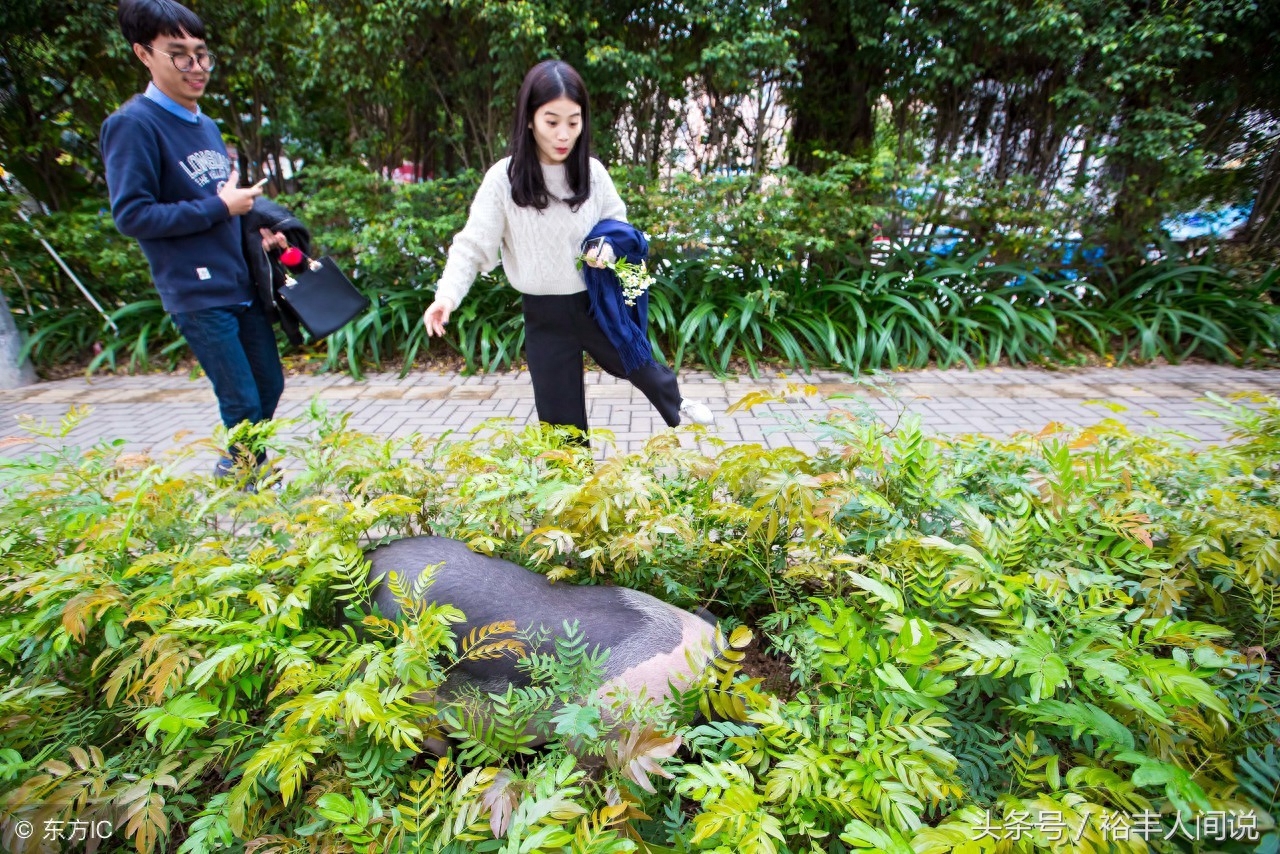 宠物猪被遗弃大学城成“网红”，喜欢过马路看风景，以百家饭为生