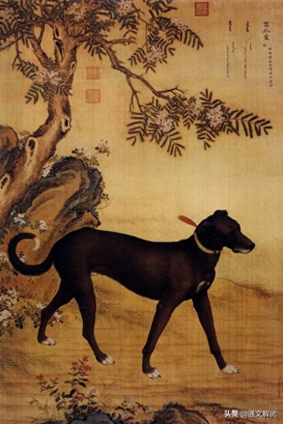 郎世宁笔下的《十骏犬图》，你能认全这十只犬分别是什么品种吗？