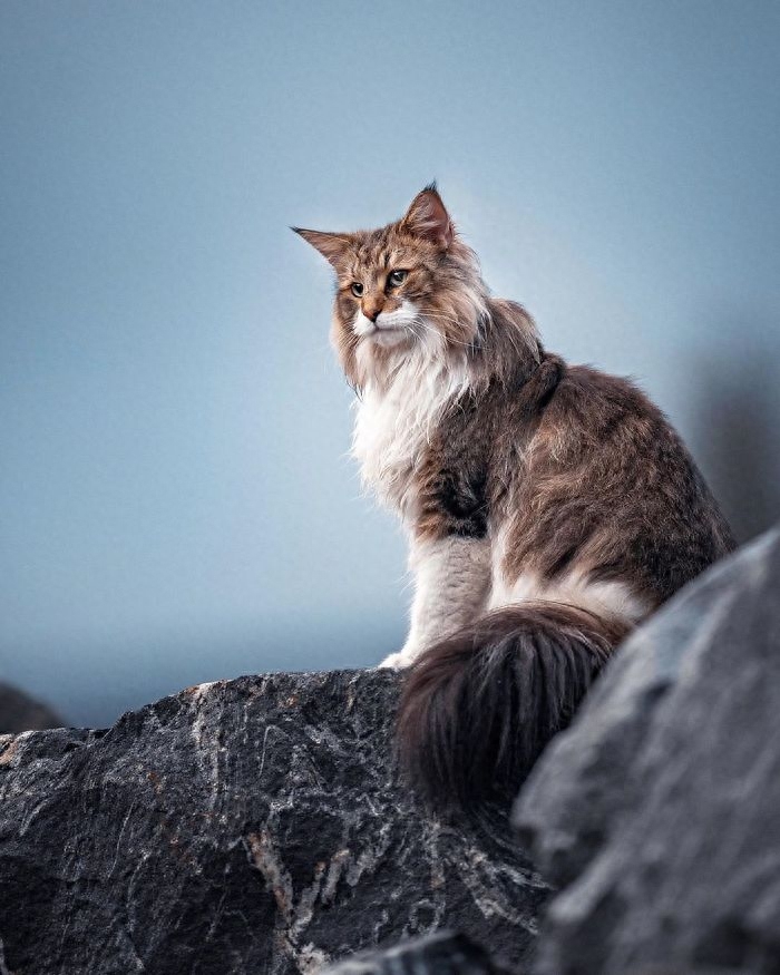 威武的王者—挪威森林猫