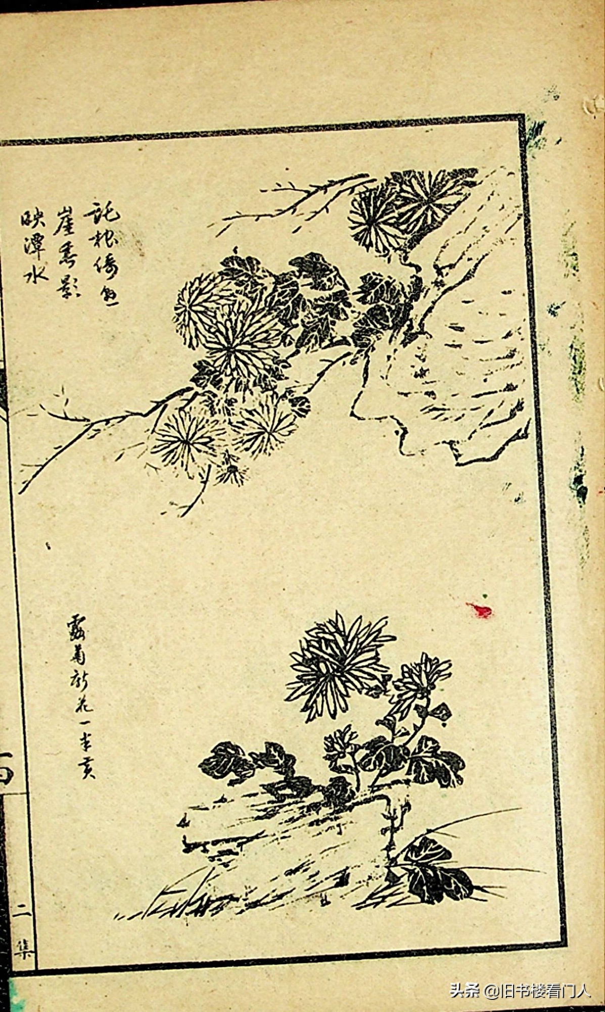 艺术类学画必修之书－《芥子园画谱·菊谱》