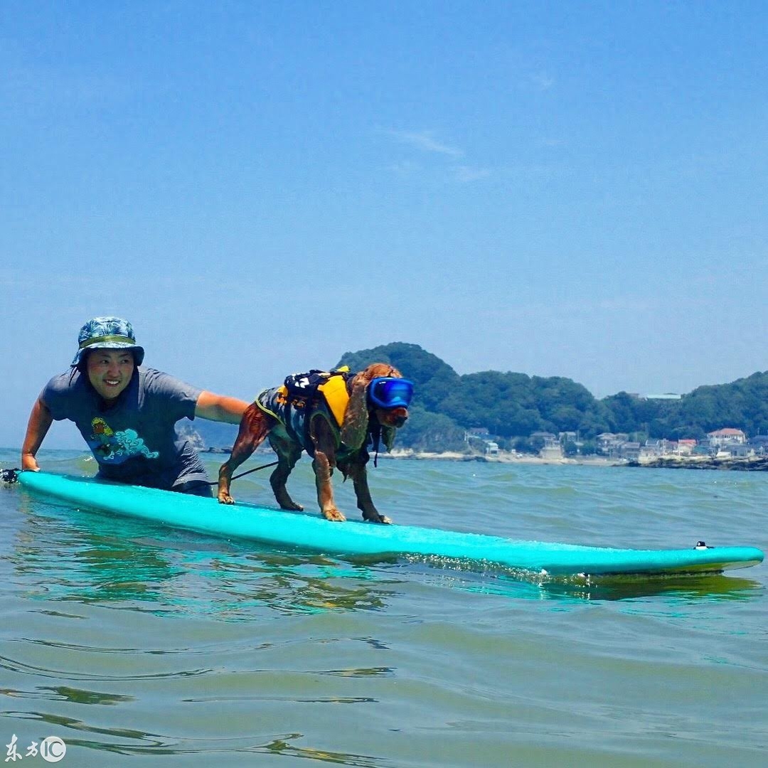 会冲浪的英国可卡犬在日本海浪引起围观