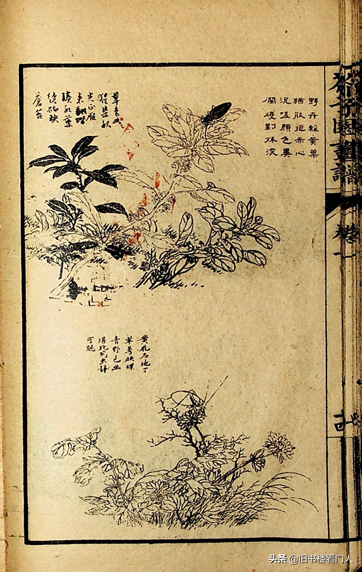 艺术类学画必修之书－《芥子园画谱·草虫花卉谱》