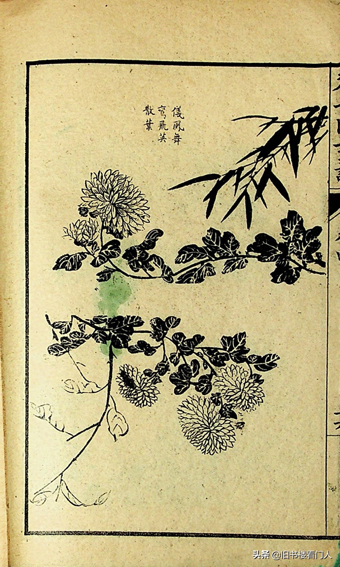 艺术类学画必修之书－《芥子园画谱·菊谱》