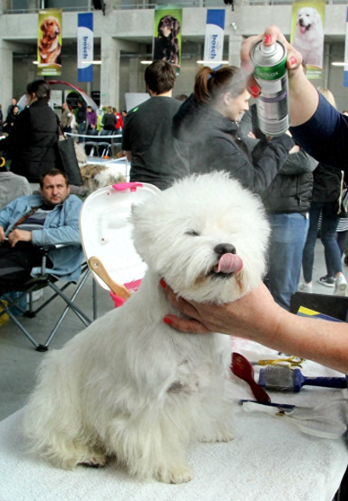 波兰奥波莱举行国际宠物犬展