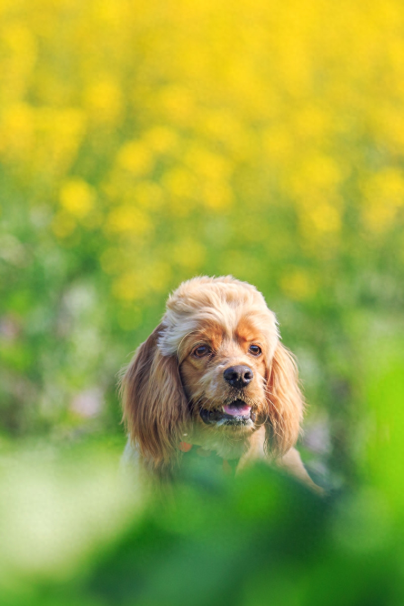 图虫人文摄影：宠物摄影-可卡犬