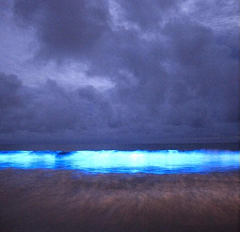 澳海湾现生物发光现象 霓虹蓝照亮夜空