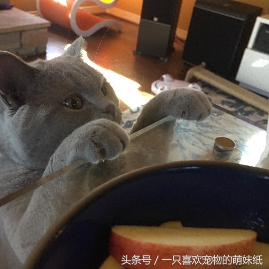 可爱的小精灵，猫贵族之英国短毛猫