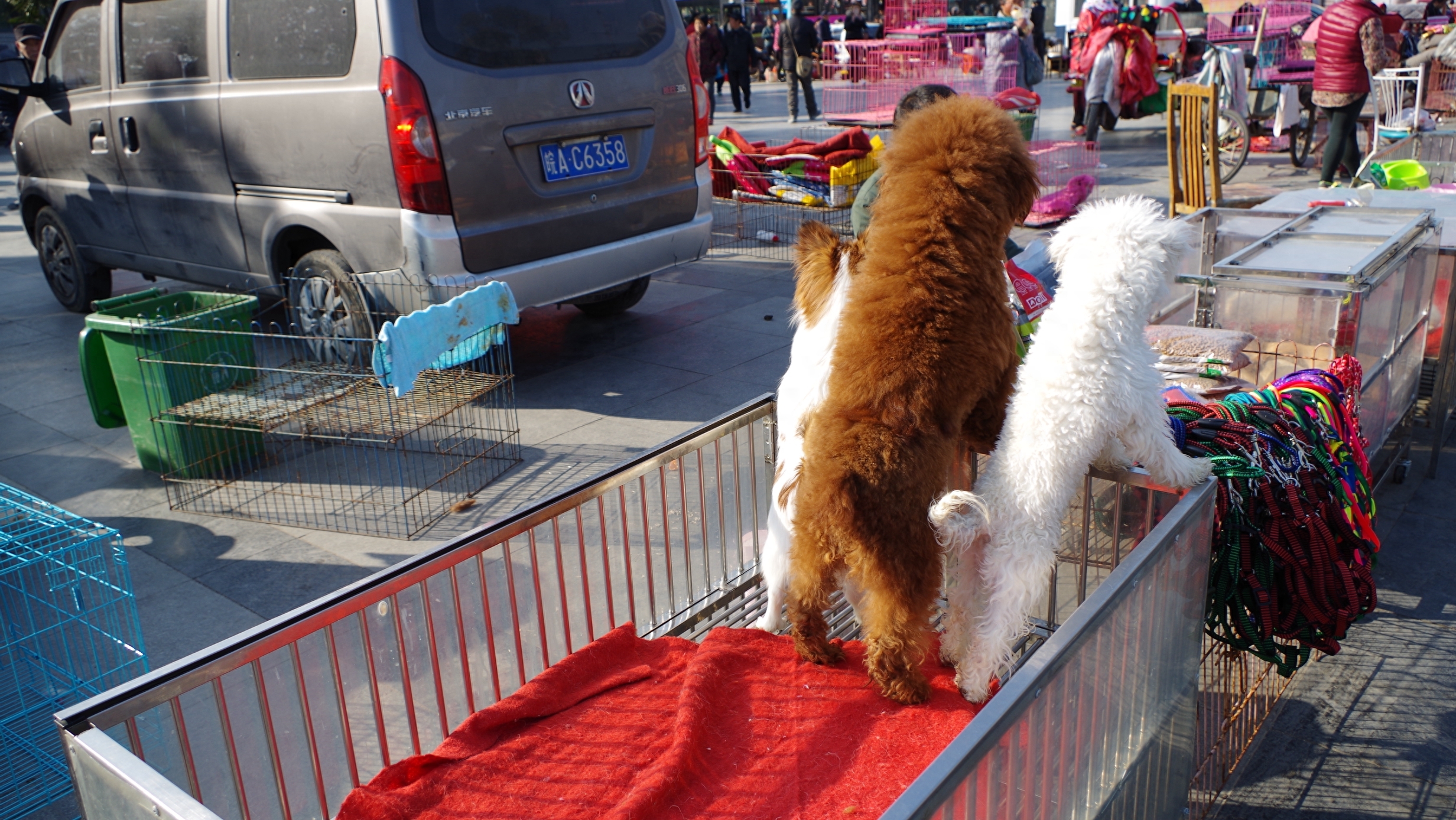 摄影合肥：实拍合肥最大宠物狗交易市场，花冲狗市