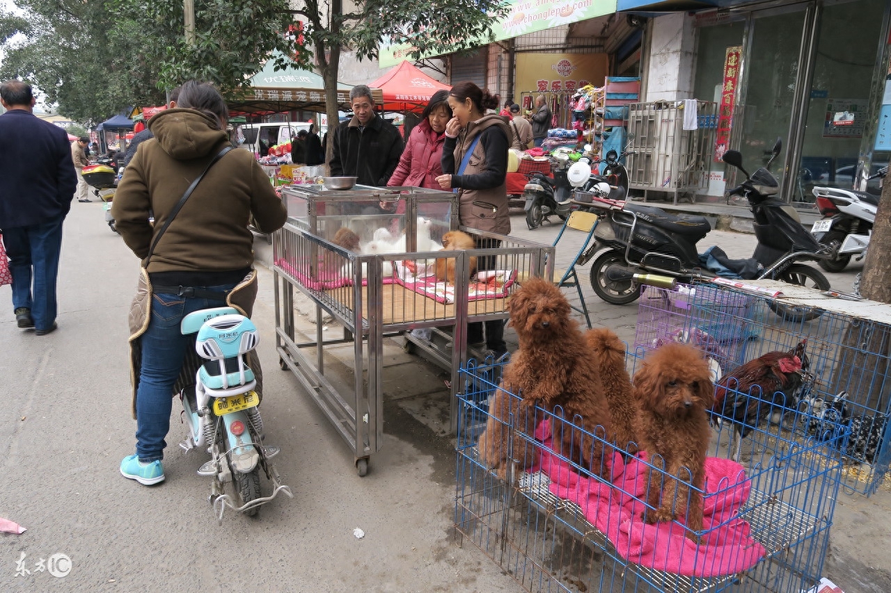 郑州市河医高架桥金水河畔现狗市一条街