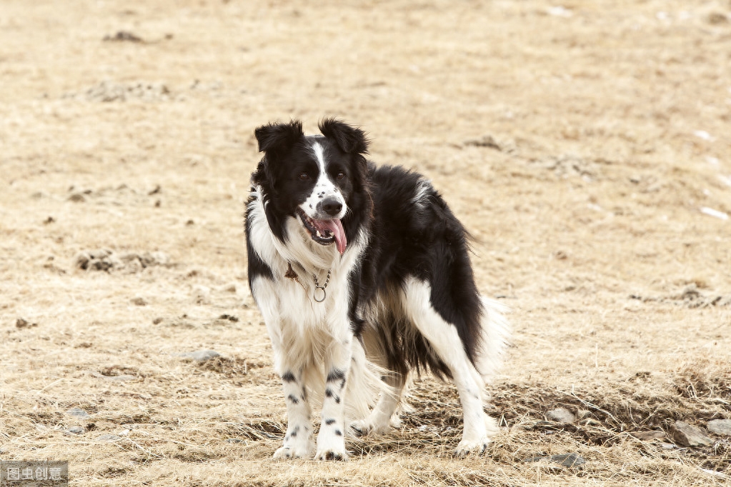 金毛、贵宾犬、哈士奇、柴犬等常见狗狗！哪种更适合做家庭犬？