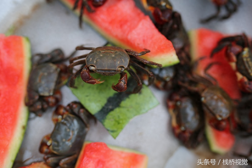 喜欢养小宠物的看过来，青岛海滨卖的小乌龟小螃蟹蛮可爱的，萌萌哒