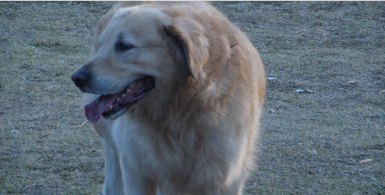 动物图集：边境牧羊犬