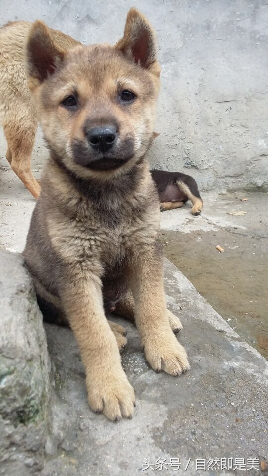 田园犬 图集