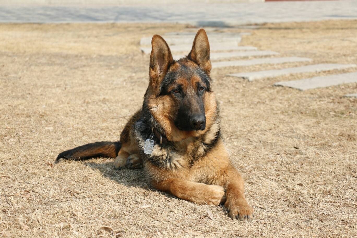 中华田园犬也有这么多分类完全不输名贵犬