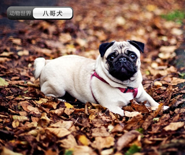 中国亟待拯救的本土犬种