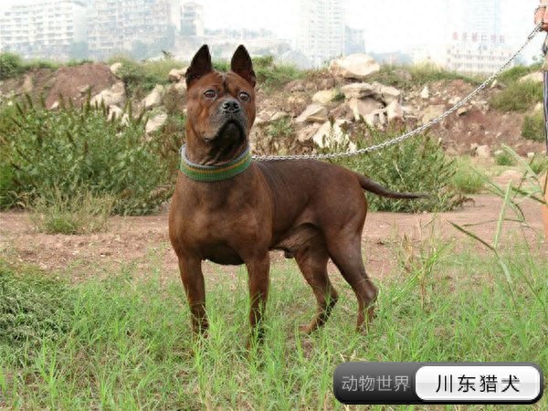 中国亟待拯救的本土犬种